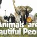 Animals Are Beautiful People Documentary: Your Ultimate Download Guide
